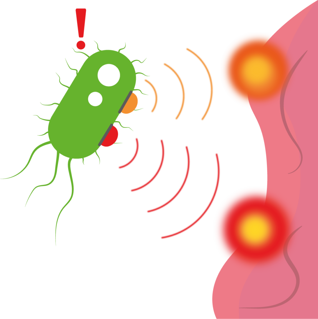 Der Mechanismus – Brobiotics